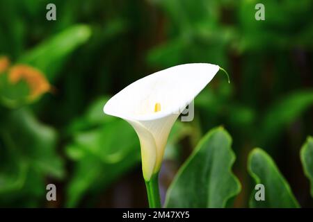 Calla Lily, Arum Lily, Gold Calla, Nahaufnahme der wunderschönen weißen Calla Lilien Blume, die im Frühling im Garten blüht Stockfoto