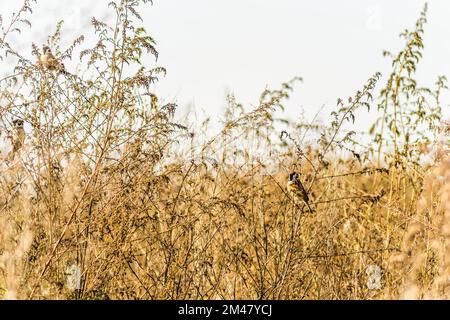 Eine Schar Spatzen in ihrer natürlichen Umgebung, am Ufer eines Sees. Eine Schar Spatzen in ihrer natürlichen Umgebung, auf den vergilbten Stämmen von Stockfoto