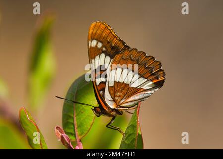 Ein wunderschöner Schmetterling von Lorquin's Admiral, der in einer lokalen Grünfläche in San Diego, Kalifornien, fotografiert wurde. Stockfoto