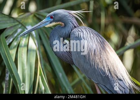 Dreifarbiger Reiher (Egretta Tricolor) auf Anastasia Island in St. Augustine, Florida. (USA) Stockfoto