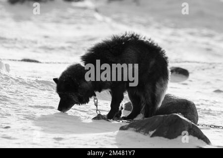 Schwarzweißfoto eines Husky Hundes, der im Hintergrund im Schnee festgekettet war, in der Nähe von Hudson Bay, Churchill, Manitoba, Kanada Stockfoto