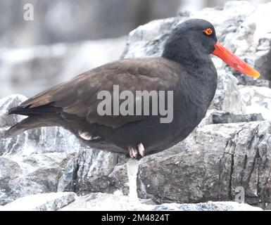 Schwarzer Austern (Haematopus ater) auf den Felsen der Isla de Pucusana. Pucusana, Lima, Peru Stockfoto