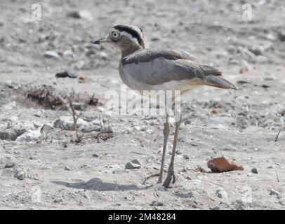 ein peruanisches dickes Knie (Burhinus superciliaris) auf einem abgerissenen Industriegelände. Pisco Marshes, Pisco, Ica, Peru. Stockfoto