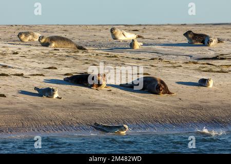 Robben, die sich an einem Strand in schleswig holstein ausruhen Stockfoto