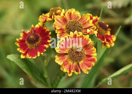 Natürliche Nahaufnahme auf dem farbenfrohen orangefarbenen, blühenden gewöhnlichen Niesenkraut, Helenium Herbstnale, im Garten Stockfoto