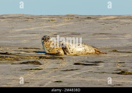 Robben, die sich an einem Strand in schleswig holstein ausruhen Stockfoto