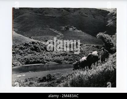 Tabakanbau. Originalunterschrift: In der Nähe von Comerio, Puerto Rico. Farmer, der Tabakfelder auf einem steilen Hang pflügt. Bundesstaat Puerto Rico. Stockfoto