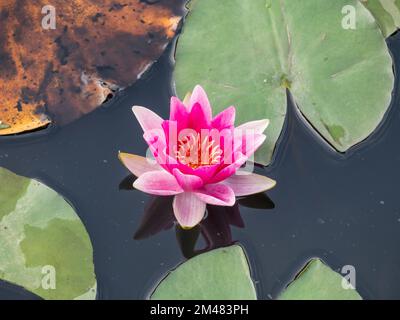 Blüten von Seerosen auf dem Kuhteich in Windsor Great Park, Surrey, Großbritannien. Stockfoto