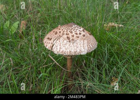 Große Sonnenschirmpilze/Pilze in Windsor Great Park, Surrey, Großbritannien. Stockfoto