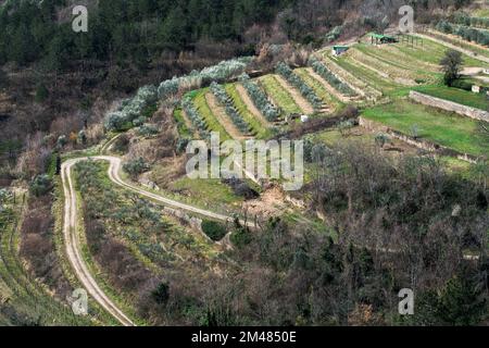 Olivenbaumhain mit Straße durch Stockfoto