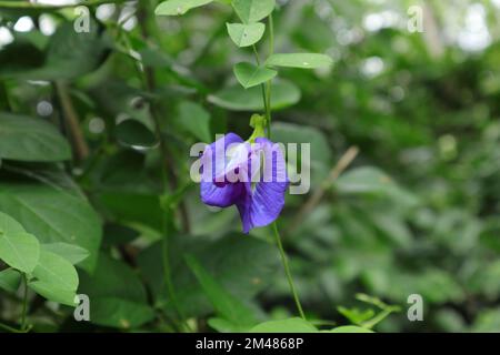 Eine blaue, doppelschichtige Schmetterlingserbse (Clitoria ternatea) hängt im Garten an der Reben Stockfoto