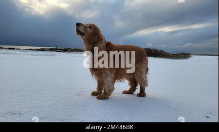 Ein brauner englischer Cocker Spaniel steht auf einem schneebedeckten Feld Stockfoto