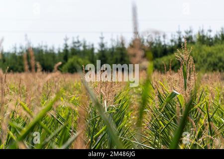 Mais-Feld Stockfoto