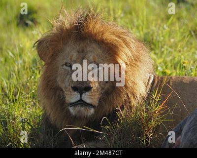 Gemein aussehender, alleinstehender männlicher Löwe (Panthera leo) mit unordentlicher, großer Mähne, die im Grasland von Masai Mara Conservations, Kenia, Afrika liegt Stockfoto