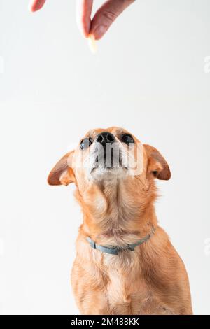 Ein kleiner roter Hund, ein Jack russell Pinscher auf weißem Hintergrund Stockfoto