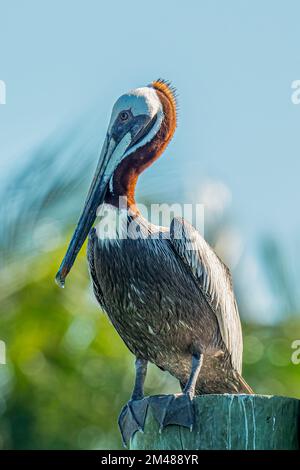 Ein Braunpelikan (Pelecanus occidentalis), der auf einem Pfahl in den Florida Keys, USA, thront. Stockfoto