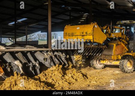 Bauravilla, West Cork, Irland. 19.. Dezember 2022. Milchbauer Michael Crowley füttert seine Herde von 170 Kühen auf dem Hof seiner Frau Marguerite in Bauravilla, West Cork, mit Silage. Die Kühe werden im Februar wieder auf die Weide gehen, nachdem sie gekalbt haben. Kredit: AG News/Alamy Live News Stockfoto