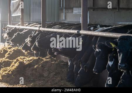 Bauravilla, West Cork, Irland. 19.. Dezember 2022. Milchbauer Michael Crowley füttert seine Herde von 170 Kühen auf dem Hof seiner Frau Marguerite in Bauravilla, West Cork, mit Silage. Die Kühe werden im Februar wieder auf die Weide gehen, nachdem sie gekalbt haben. Kredit: AG News/Alamy Live News Stockfoto