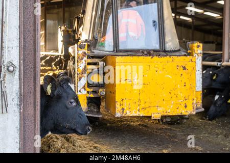 Bauravilla, West Cork, Irland. 19.. Dezember 2022. Milchbauer Michael Crowley füttert seine Herde von 170 Kühen auf dem Hof seiner Frau Marguerite in Bauravilla, West Cork, mit Silage. Die Kühe werden im Februar wieder auf die Weide gehen, nachdem sie gekalbt haben. Kredit: AG News/Alamy Live News Stockfoto