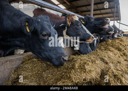 Bauravilla, West Cork, Irland. 19.. Dezember 2022. Milchbauer Michael Crowley füttert seine Herde von 170 Kühen auf dem Hof seiner Frau Marguerite in Bauravilla, West Cork, mit Silage. Die Kühe werden im Februar wieder auf die Weide gehen, nachdem sie gekalbt haben. Kredit: AG News/Alamy Live News Stockfoto