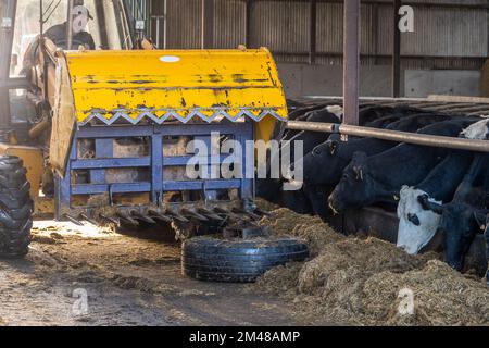 Bauravilla, West Cork, Irland. 19.. Dezember 2022. Milchbauer Michael Crowley füttert seine Herde von 170 Kühen auf dem Hof seiner Frau Marguerite in Bauravilla, West Cork, mit Silage. Die Kühe werden im Februar wieder auf die Weide gehen, nachdem sie gekalbt haben. Kredit: AG News/Alamy Live News Stockfoto