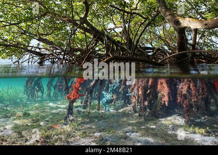 Mangrovenbäume im Wasser, deren Wurzeln teilweise von Meeresschwämmen bedeckt sind, geteilter Blick über und unter der Wasseroberfläche, karibisches Meer Stockfoto