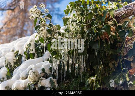 Immergrüne Efeu-Pflanze mit Eiszapfen. Stockfoto