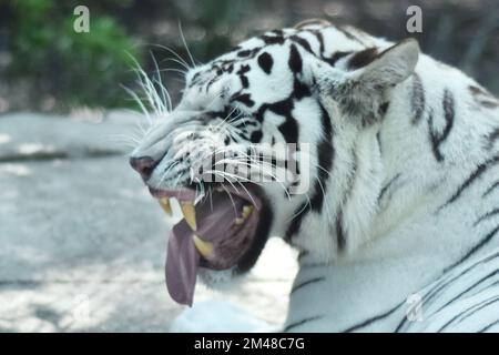 Ein sibirischer Tiger spielt während seiner Gefangenschaft im Zoo Chapultepec in Mexiko. Stockfoto