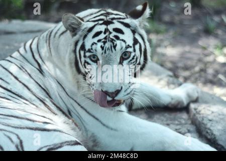 Ein sibirischer Tiger spielt während seiner Gefangenschaft im Zoo Chapultepec in Mexiko. Stockfoto