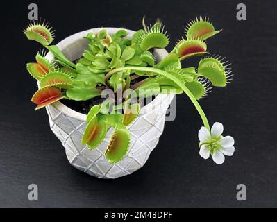 Blühende Venus-Fliegenfalle, Dionaea muscipula, in Topf auf schwarzem Schieferhintergrund, fleischfressende Pflanze mit weißer Blume isoliert auf Schwarz Stockfoto