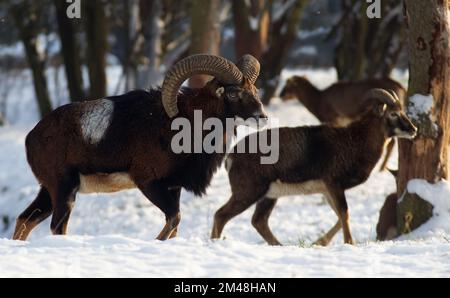 Zwei männliche europäische Mufflons unter Bäumen im schneebedeckten Hintergrund, Wintertag, keine Menschen. Stockfoto