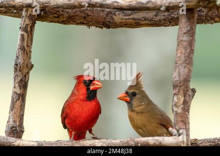 Kardinalspaar aus Crepe Myrtle-Zweigen in Feeder Stockfoto