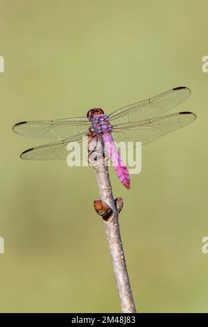 Roseate Skimmer Dragonfly hoch oben auf Buckeye Sapling im südlichen Zentrum von Louisiana Stockfoto