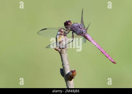 Roseate Skimmer Dragonfly hoch oben auf Buckeye Sapling im südlichen Zentrum von Louisiana Stockfoto