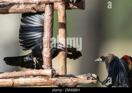 RotflügelBlackbirds, die um FoodAgelaius Phoeniceus antreten Stockfoto