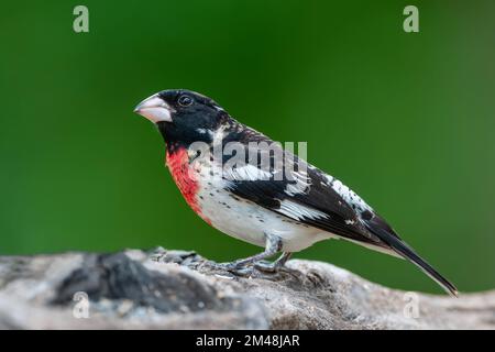 Männlicher Rosenschnabel hoch oben im Baumstamm Stockfoto