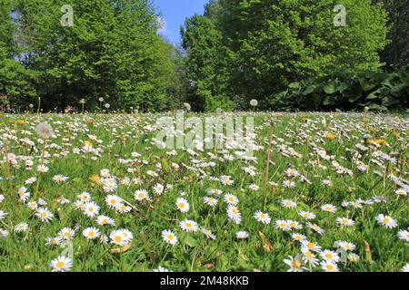 Eine grüne Wiese mit vielen Gänseblümchen und großen grünen Bäumen und einem blauen Himmel im Hintergrund im Frühling Stockfoto