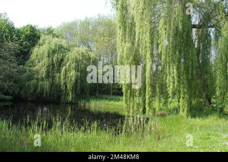 Eine wunderschöne Trauerweide neben dem Teich auf einer grünen Wiese in einem Stadtpark im Frühling Stockfoto