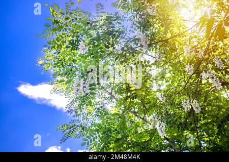 Weiße Blumen Baum Akazien. Blühende Akazienansammlungen. Honigfrühlingspflanze. Zweige von schwarzer Johannisbrot, Robinia pseudoacia, falsche Akazien. Nahaufnahme Stockfoto