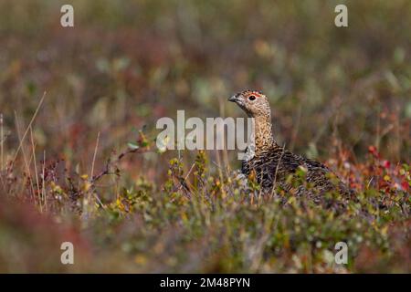 Lagopus lagopus ist eine Weidenptarmigan, die im Sommer in der kanadischen Arktis in der Nähe von Arviat, Nunavut, nach Essen sucht Stockfoto