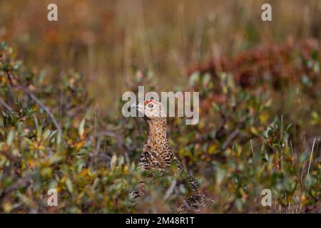 Lagopus lagopus ist eine Weidenptarmigan, die im Sommer in der kanadischen Arktis in der Nähe von Arviat, Nunavut, nach Essen sucht Stockfoto