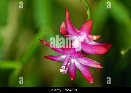 Schlumbergera ist eine kleine Gattung von Kakteen mit sechs bis neun Arten, die in den Küstenbergen im Südosten Brasiliens vorkommen. Stockfoto