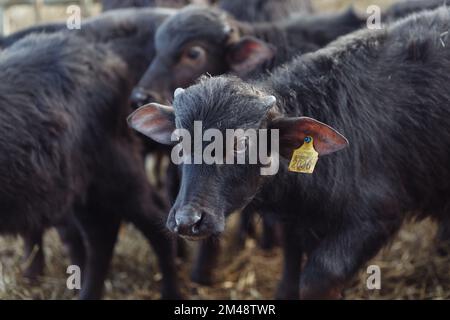 Die Büffel im Knast haben sich den Kopf ausgestreckt, um zu grasen. Konzept Landwirtschaft, Landwirtschaft und Tierhaltung - eine Herde Büffel, die Heu bei einer Kuh fressen Stockfoto