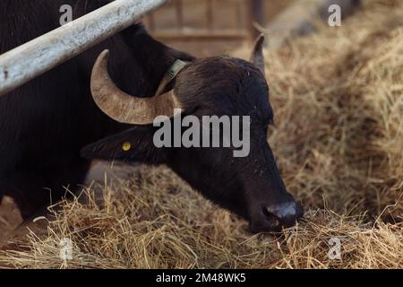 Die Büffel im Knast haben sich den Kopf ausgestreckt, um zu grasen. Konzept Landwirtschaft, Landwirtschaft und Tierhaltung - eine Herde Büffel, die Heu bei einer Kuh fressen Stockfoto