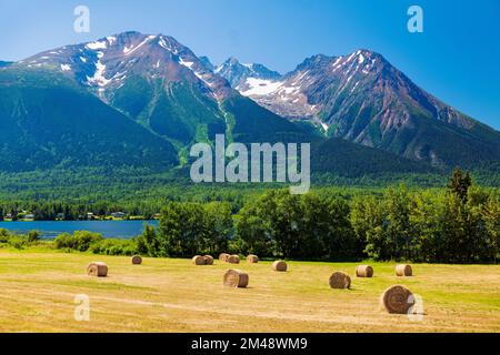 Große runde Heuballen auf Feldern; Lake Kathlyn; Hazelton Mountains; Smithers; British Columbia; Kanada Stockfoto