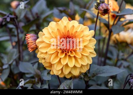 Dahlia 'Orange Pekoe' in Blume Stockfoto