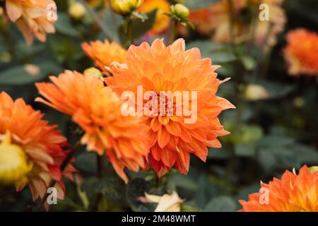 Dahlia 'Orange Pekoe' in Blume Stockfoto