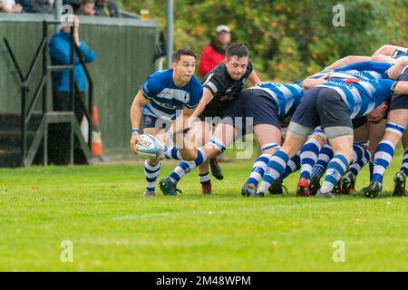 Howe of Fife Scrum windet zur Hälfte auf, um den Ball von der Rückseite des Scrums im Rugby-Club Berwick gegen Howe of Fife Rugby-Club Männer-Spiel zu übergeben Stockfoto