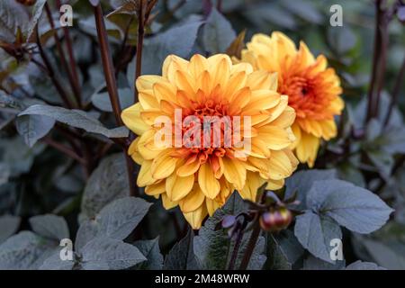 Dahlia 'Orange Pekoe' in Blume Stockfoto