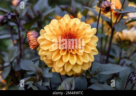 Dahlia 'Orange Pekoe' in Blume Stockfoto